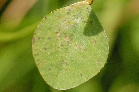 Cercospora zebrina