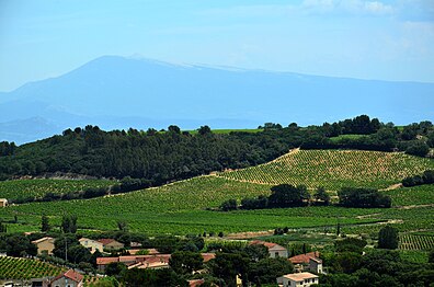 Vignoble de Châteauneuf-du-Pape, à l'arrière plan le Mont Ventoux.