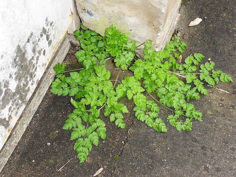 File:Chaerophyllum temulum plant (06).jpg