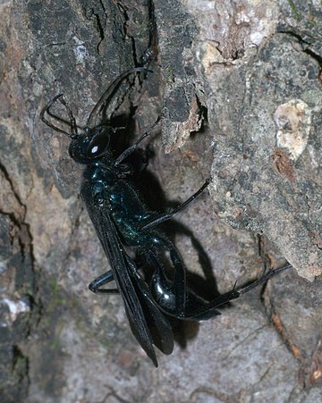 Sceliphrinae