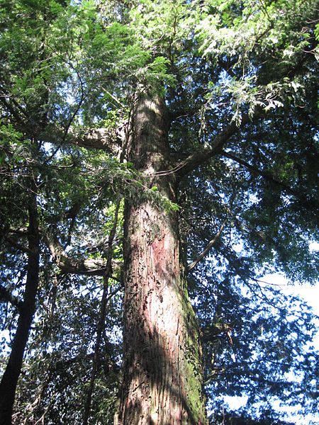 File:Chamaecyparis formosensis tree.jpg