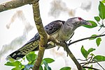 Thumbnail for Channel-billed cuckoo