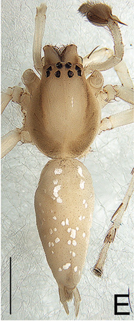 Cheiracanthium taiwanicum (10.3897-zookeys.762.23786) Figure 3 (cropped).jpg