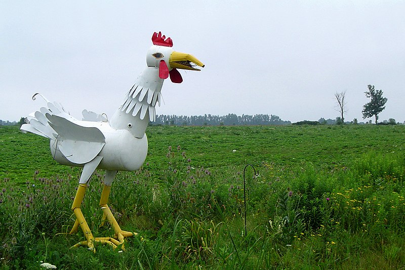 File:Chicken - panoramio - TheGiantVermin.jpg