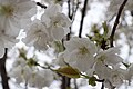 P035 千原桜 Chiharazakura 花の写真