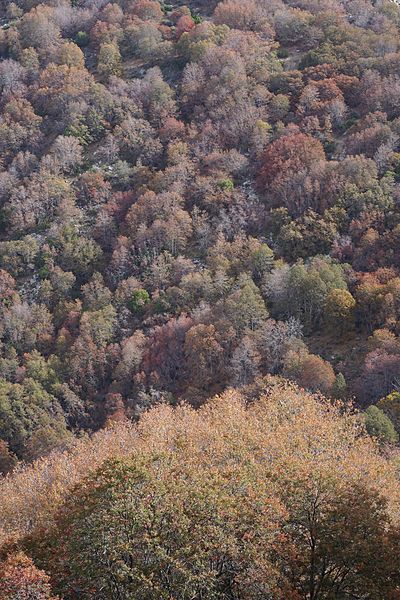 Archivo:Chile, Cerro El Roble, bosque de Nothofagus macrocarpa (27176753572).jpg