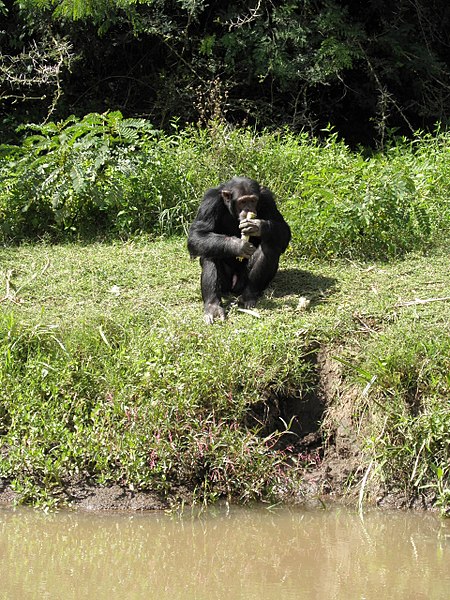 File:Chimp Ol Pejeta Kenia.jpg