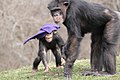 Chimpanzees