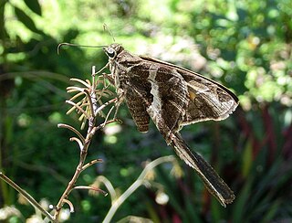 <i>Chioides albofasciatus</i> Species of butterfly