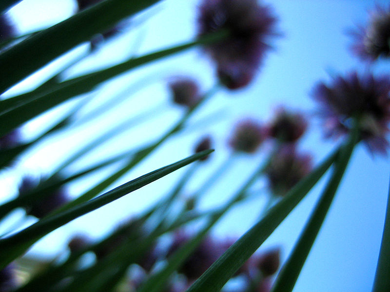 File:Chives up (4770754918).jpg