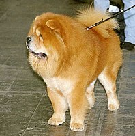 A Chow Chow showing the very straight hind legs.