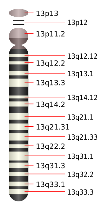 13. kromosoom