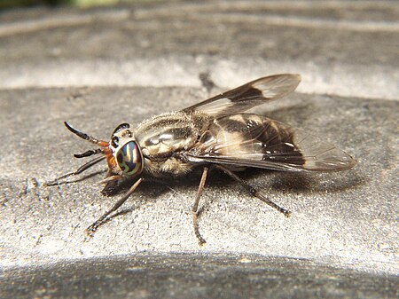 Chrysops callidus.jpg