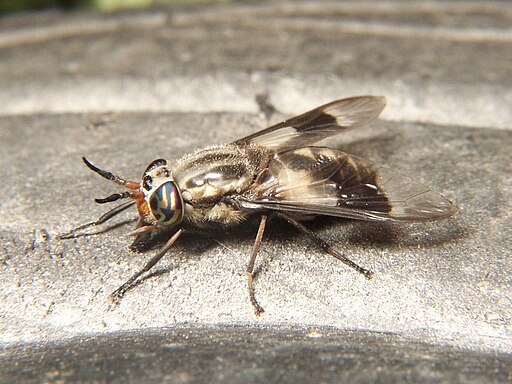 Chrysops callidus