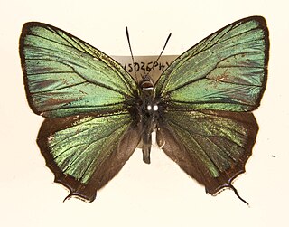 <i>Chrysozephyrus</i> Butterfly genus in family Lycaenidae