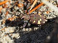 Cicindela hybrida Linnaeus, 1758