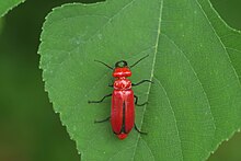 Cissites cephalotes (taiwan) Cissites cephalotes 1.jpg