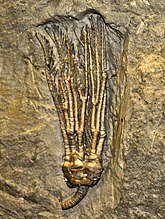 Fossilized calyx of the Carboniferous crinoid ("sea lily") Abrotocrinus Cladida - Abrotocrinus.JPG