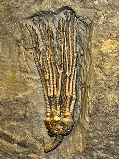 <i>Abrotocrinus</i> Extinct genus of crinoids