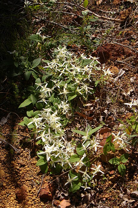 Tập_tin:Clematis_pubescens_gnangarra_04.JPG