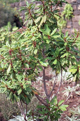 Clethra arborea Clethra arborea in the second week of October 1999 in Madeira..jpg