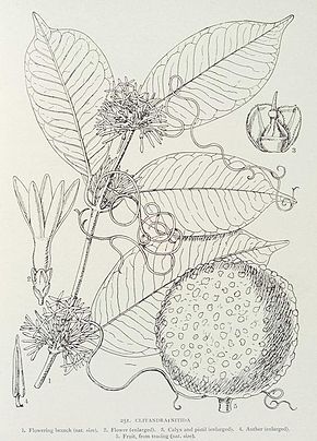 Descrizione dell'immagine Clitandra_nitida-1906.jpg.