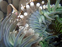 Clone war of sea anemones 2-17-08-3.jpg