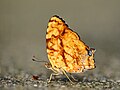 * Nomination Symbrenthia lilaea (Hewitson, 1864) - Common Jester. By User:Atanu Bose Photography --Atudu 04:15, 12 September 2024 (UTC) * Decline  Oppose Eyes are not sharp. Sorry. --Ermell 20:39, 14 September 2024 (UTC)