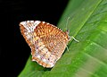 * Nomination Close wing posture Basking of Elymnias hypermnestra (Linnaeus, 1763) - Common Palmfly (Female) --Sandipoutsider 10:28, 20 March 2024 (UTC) * Promotion  Support Good quality. --Трифонов Андрей 21:29, 19 March 2024 (UTC)