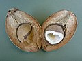 Kokosfrücht