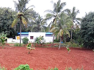 Coconut farm at Kadakola Coconut farm at Kadakola village.jpg