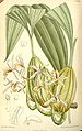 Coelogyne trinervis plate 7176 in: Curtis's Bot. Magazine (Orchidaceae), vol. 117, (1891)