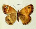 Coenonympha lyllus