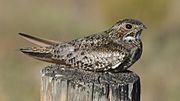 Lakaran kecil untuk Sintang biasa (burung)