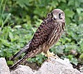 78 Common kestrel (Falco tinnunculus) female (IMGP1648r1) uploaded by LexKurochkin, nominated by LexKurochkin,  7,  0,  2