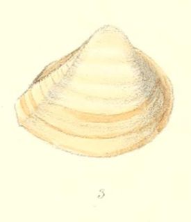 <i>Mulinia cleryana</i> Species of bivalve
