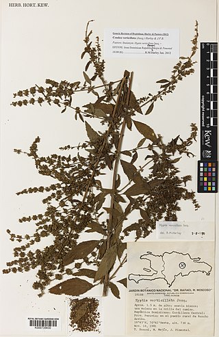 <i>Condea verticillata</i> Species of flowering plant