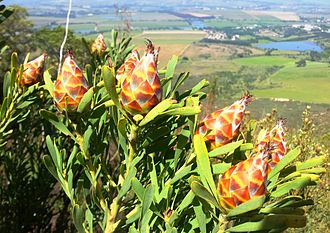 Fynbos vegetation on Klapmuts hill. Conebush on Klapmutskop hill fynbos - Klapmuts.jpg