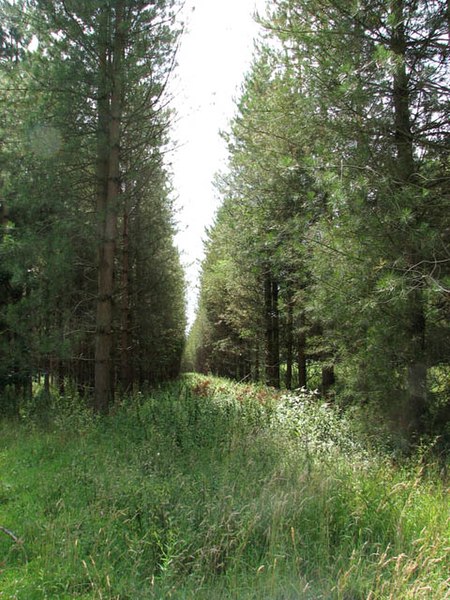 File:Conifers planted in straight rows - geograph.org.uk - 1408219.jpg