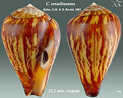 Description de l'image Conus tenuilineatus 1.jpg.