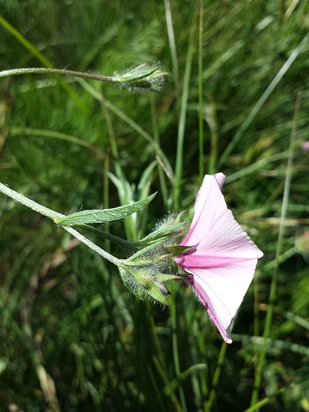 File:Convolvulus cantabrica sl9.jpg