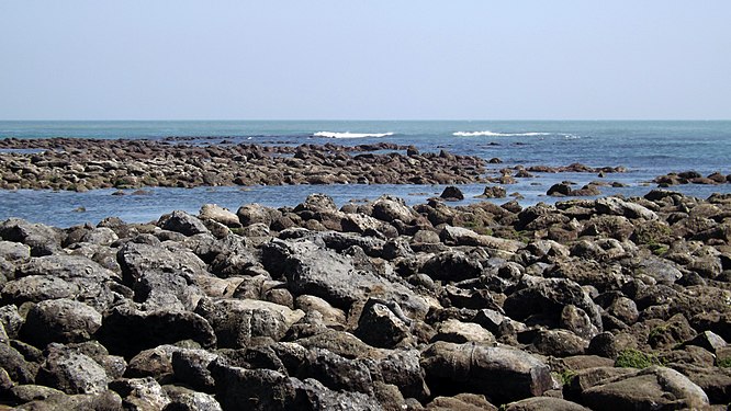 Corals of Bangladesh