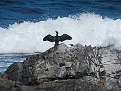 Cormorán Yeco Parque Nacional Llanos de Challe 01.jpg