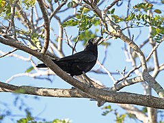 Corvus minutus, Najasa, Camagüey, Cuba 1.jpg