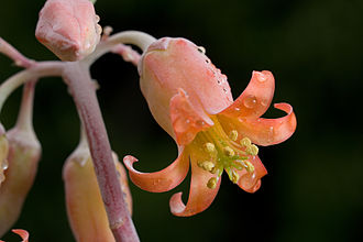 Cotyledon flower (Cotyledon orbiculata) Cotyledon orbiculata 3.jpg