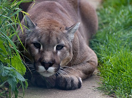 Tập_tin:Cougar_ready_to_pounce_(2975144846).jpg