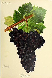 Counoise Variety of grape