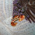 A crab in a sea anemone in Mactan