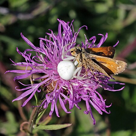 一只雌性弓足梢蛛（Misumena vatia）在棕矢车菊（Centaurea jacea）花上捉住一只弄蝶（Hesperia comma）。摄于匈牙利比克國家公園。