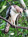 Crested Hawk Eagle Juvenile (Nisaetus cirrhatus?)